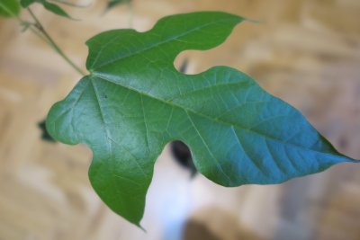 Brachychiton acerifolius - brachychiton javorolistý - list